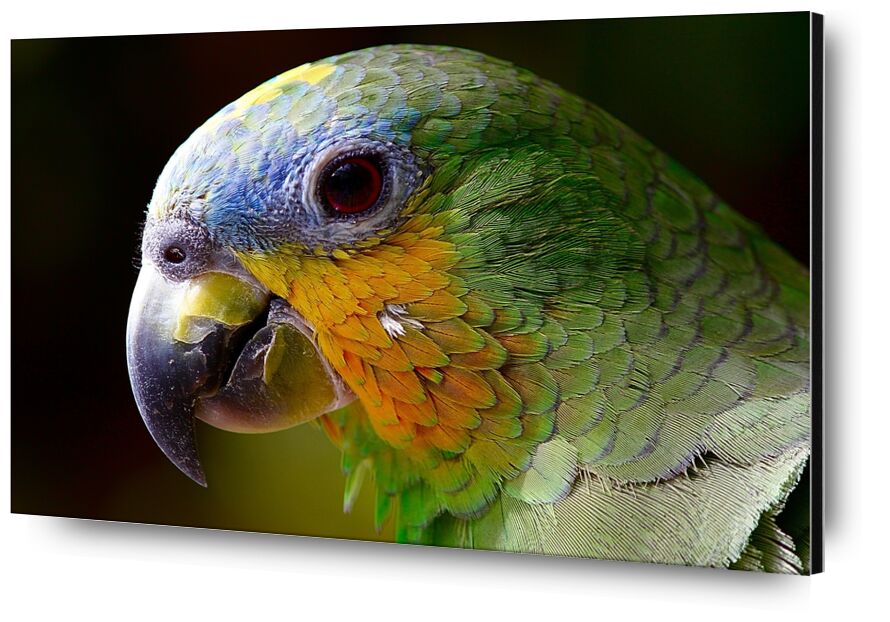 Parrot of the islands from Pierre Gaultier, Prodi Art, parrot, animals, bird, green, wings, animal, nature, peak, plumage, color, pen, amazon, exotic bird, tropical bird, ave, jungle, macaw