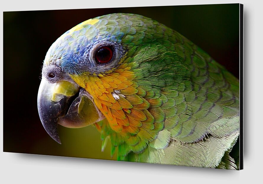 Parrot of the islands from Pierre Gaultier Zoom Alu Dibond Image