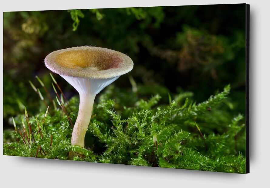 Mushroom on moss from Pierre Gaultier Zoom Alu Dibond Image