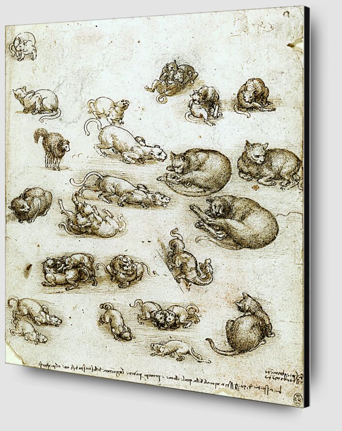 Des chats, des Lions et un Dragon - Léonard de Vinci de Beaux-arts Zoom Alu Dibond Image