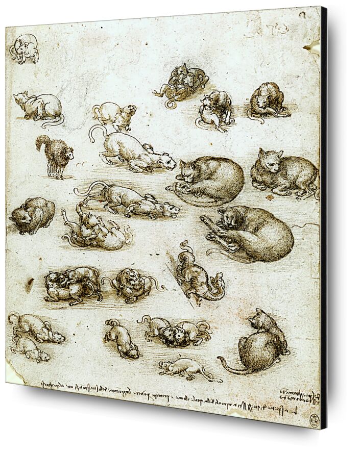 Cats, Lions, and a Dragon - Leonardo da Vinci from Fine Art, Prodi Art, dragon, Cat, Lion, animals, pencil drawing, drawing, Leonardo da Vinci