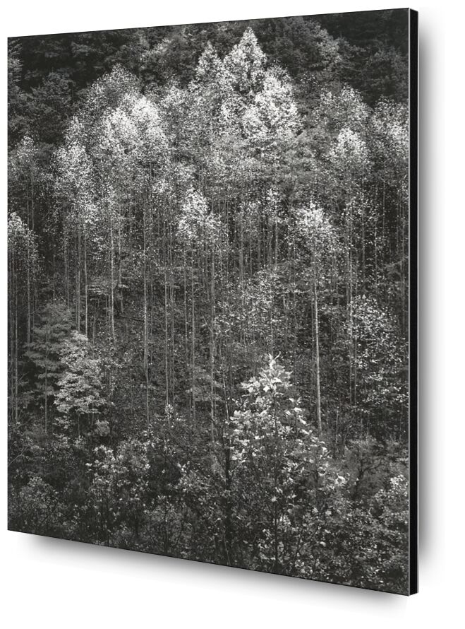 Dawn, Autumn, Great Smoky Mountains National Park, Tennessee - Ansel Adams from Fine Art, Prodi Art, ANSEL ADAMS, dawn, snow, winter, forest, trees, Autonomous