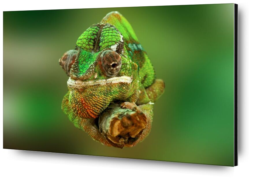 Chameleon from Pierre Gaultier, Prodi Art, close-up, colorful, colourful, green, lizard, reptile, chamaeleonidae, chameleon