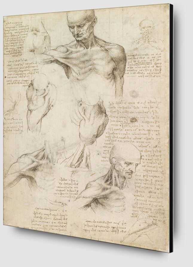 Anatomie superficielle de l'épaule et du cou (recto) - Léonard de Vinci de AUX BEAUX-ARTS Zoom Alu Dibond Image