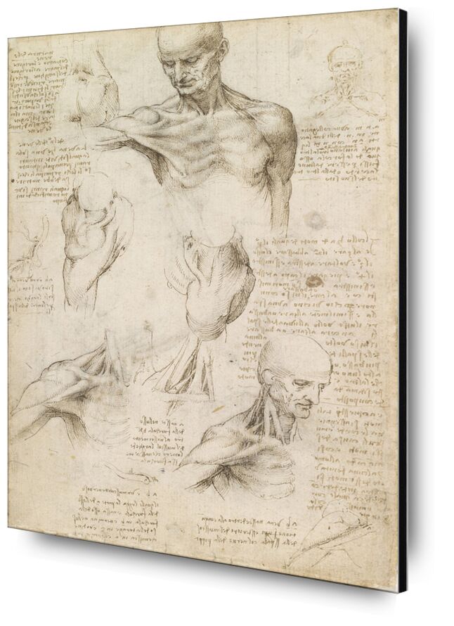 Superficial anatomy of the shoulder and neck (recto) - Leonardo da Vinci from Fine Art, Prodi Art, Leonard da vinci, drawing, pencil, human body, anatomy