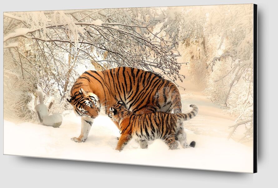 Tigers in the snow from Pierre Gaultier Zoom Alu Dibond Image