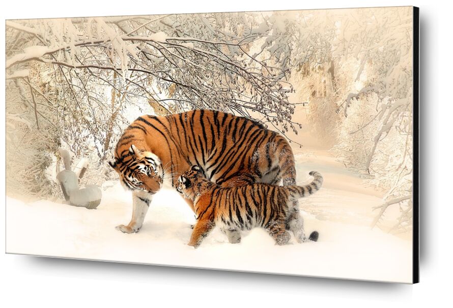 Tigres dans la neige de Pierre Gaultier, Prodi Art, tigre, Jeune, forêt, hiver, ambiance, jouer, beau, tiger baby, tigerfamile, famille, panthera tigris altaica, jeune animal, région sauvage, de plein air