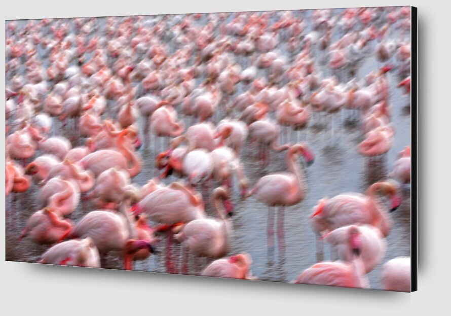Flamingos Family de Romain DOUCELIN Zoom Alu Dibond Image
