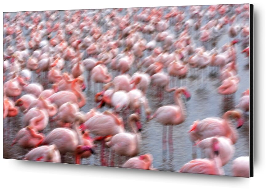 Flamingos Family de Romain DOUCELIN, Prodi Art, famille, Lac, hiver, printemps, oiseaux, oiseau, animaux, animal, flamant, Flamant rose, environnement, faune, Paysages, paysage, nature, abstrait, lac et oiseaux