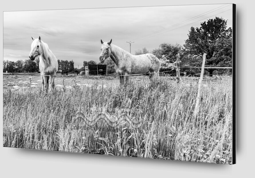 The Horses from Caro Li Zoom Alu Dibond Image