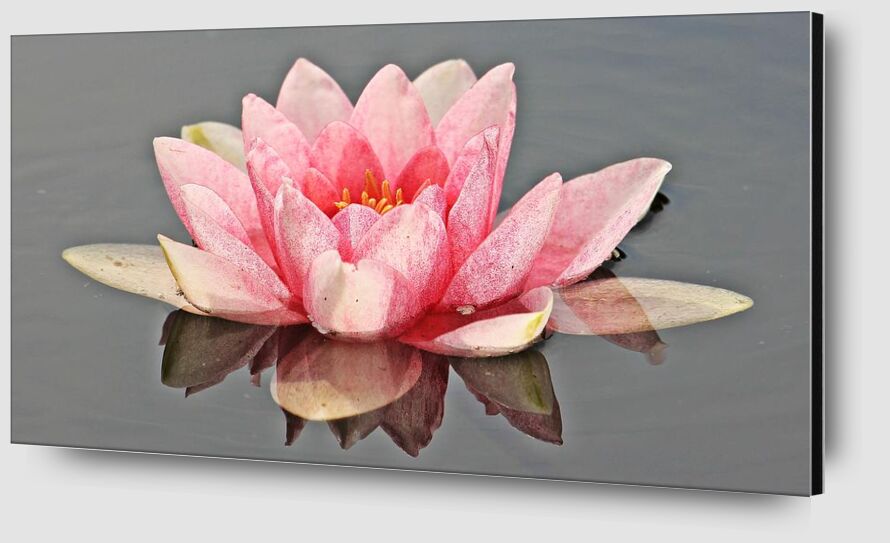 The pink water lily from Pierre Gaultier Zoom Alu Dibond Image