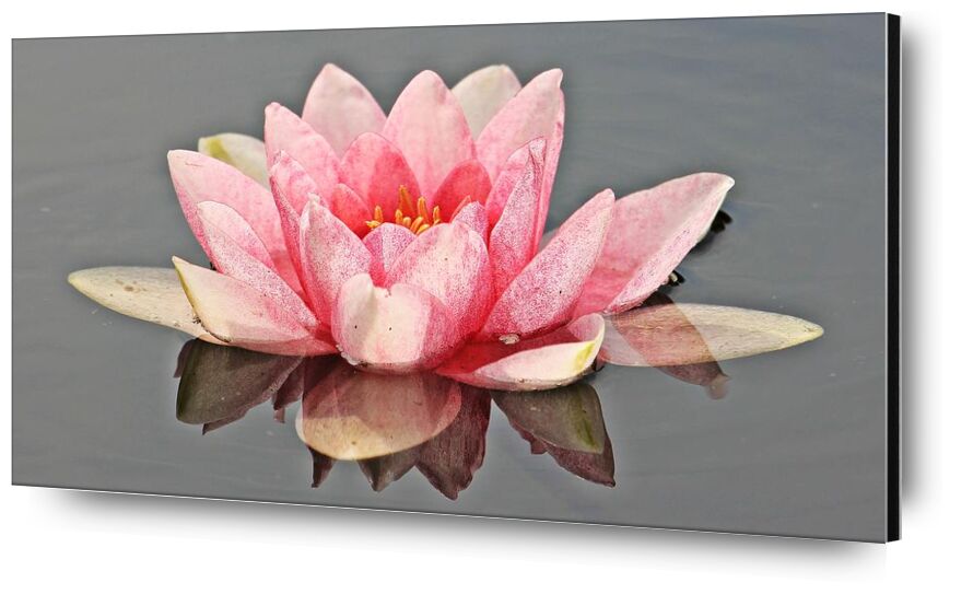 Le nénuphar rose de Pierre Gaultier, Prodi Art, Floraison, fleur, flore, fleur, nymphée, pétales, plante, étang, eau, nénuphar