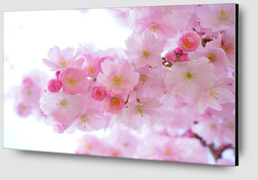 Cherry blossoms from Pierre Gaultier Zoom Alu Dibond Image