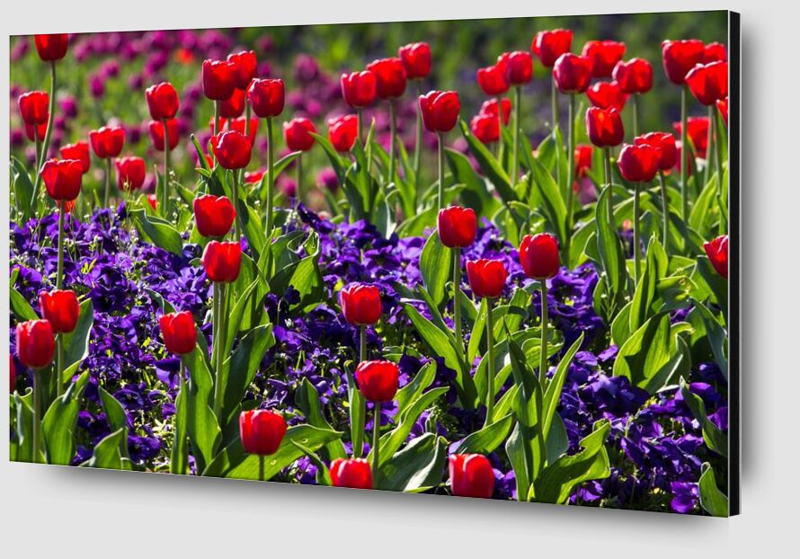 Les tulipes du printemps de Pierre Gaultier Zoom Alu Dibond Image