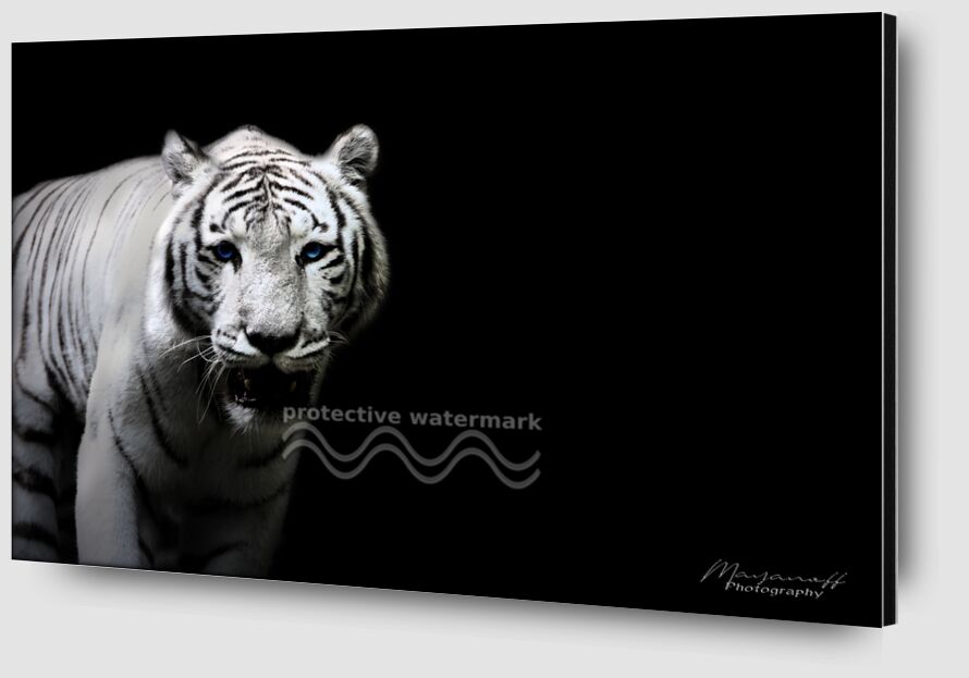 Le Tigre de Sibérie sorti des grandes steppes de Mayanoff Photography Zoom Alu Dibond Image
