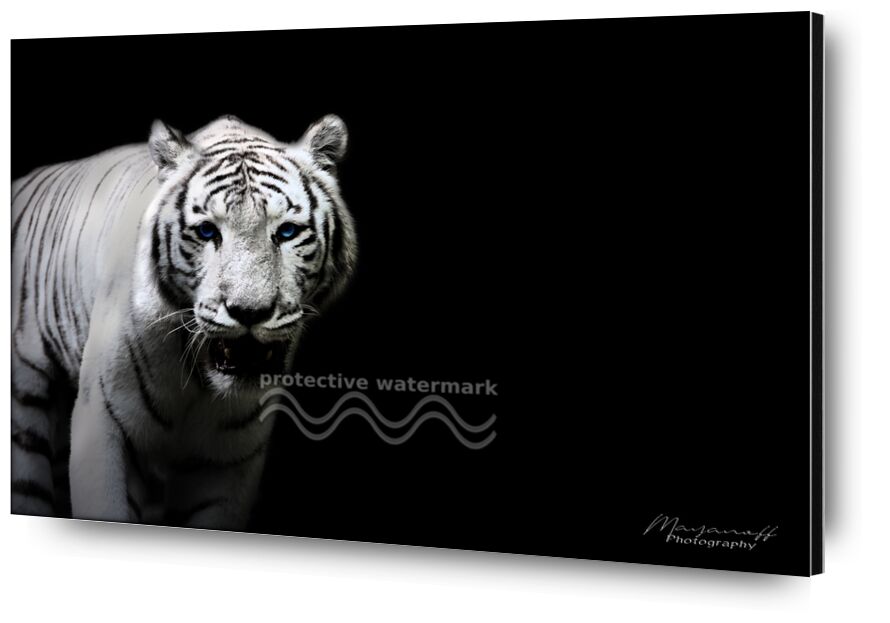 Le Tigre de Sibérie sorti des grandes steppes de Mayanoff Photography, Prodi Art, tigre blanc, Sibérie, faune, faune sauvage, animal, portrait, félin, tigre