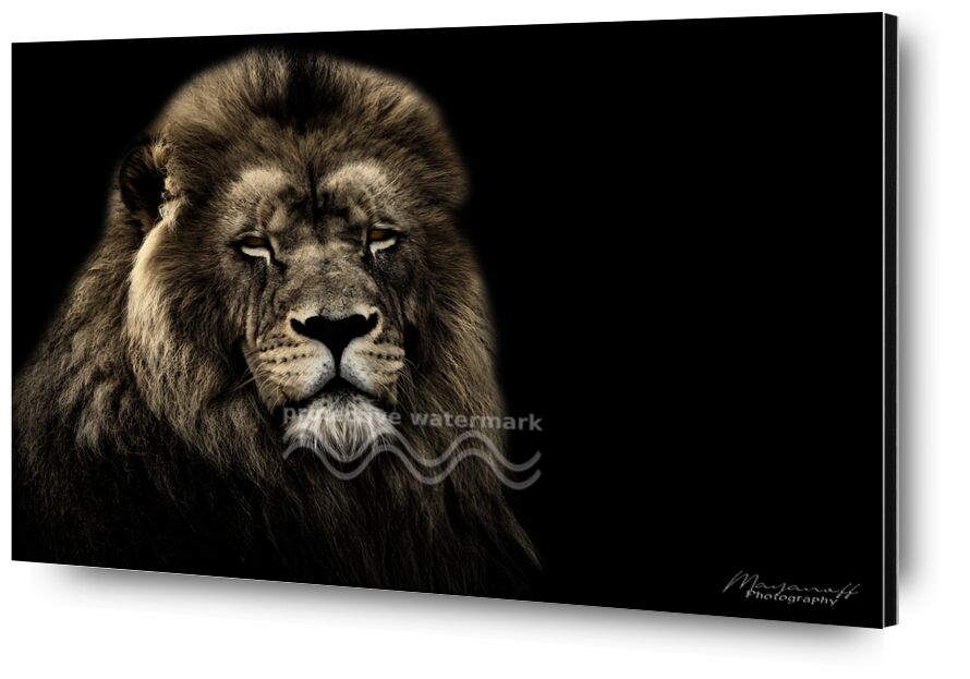 Le Roi de la savane de Mayanoff Photography, Prodi Art, Lion, faune, portrait de la faune, portrait animalier, faune sauvage