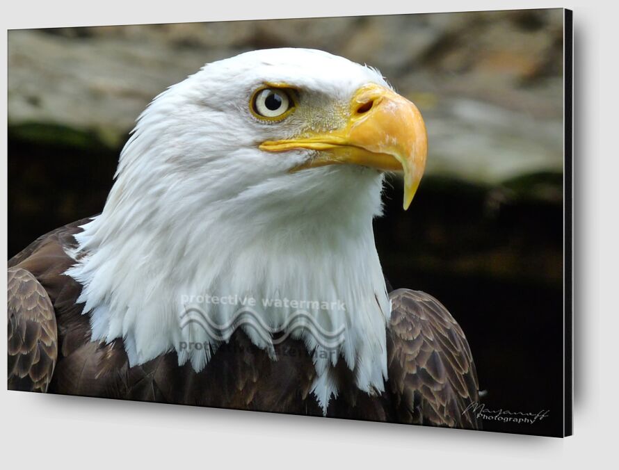 Eye of the Eagle from Mayanoff Photography Zoom Alu Dibond Image