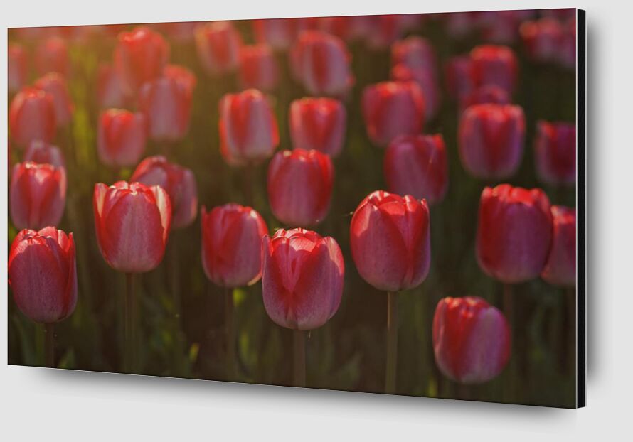 Pink tulips from Pierre Gaultier Zoom Alu Dibond Image