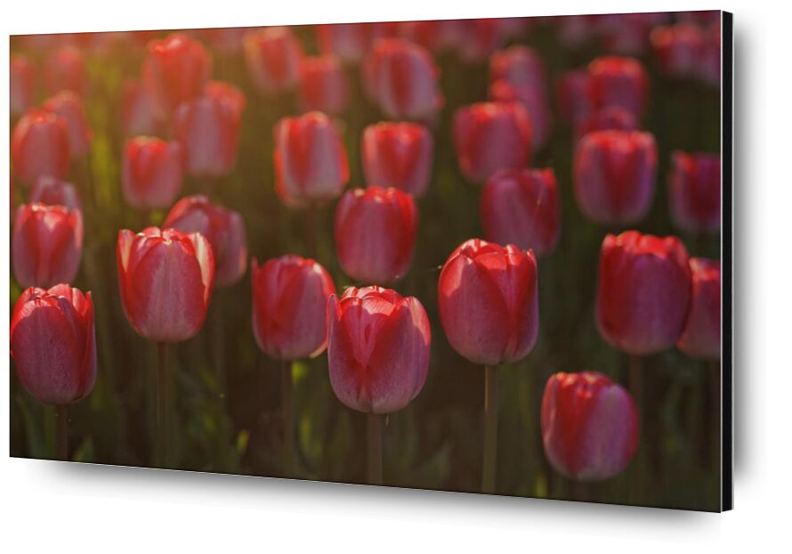 Pink tulips from Pierre Gaultier, Prodi Art, tulips, red, petals, flowers, flora, flower, bloom