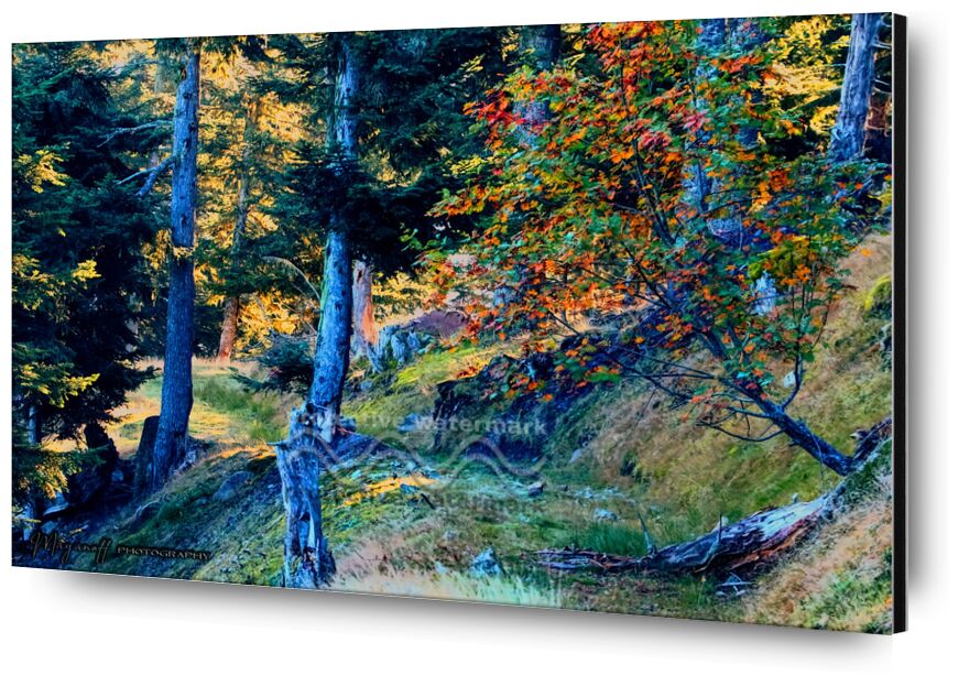 La Forêt de Mayanoff Photography, Prodi Art, Fotêt, atmosphère, des arbres, forêt, matin, noir et blanc, ambiance, nature, fougères, soleil, arbres