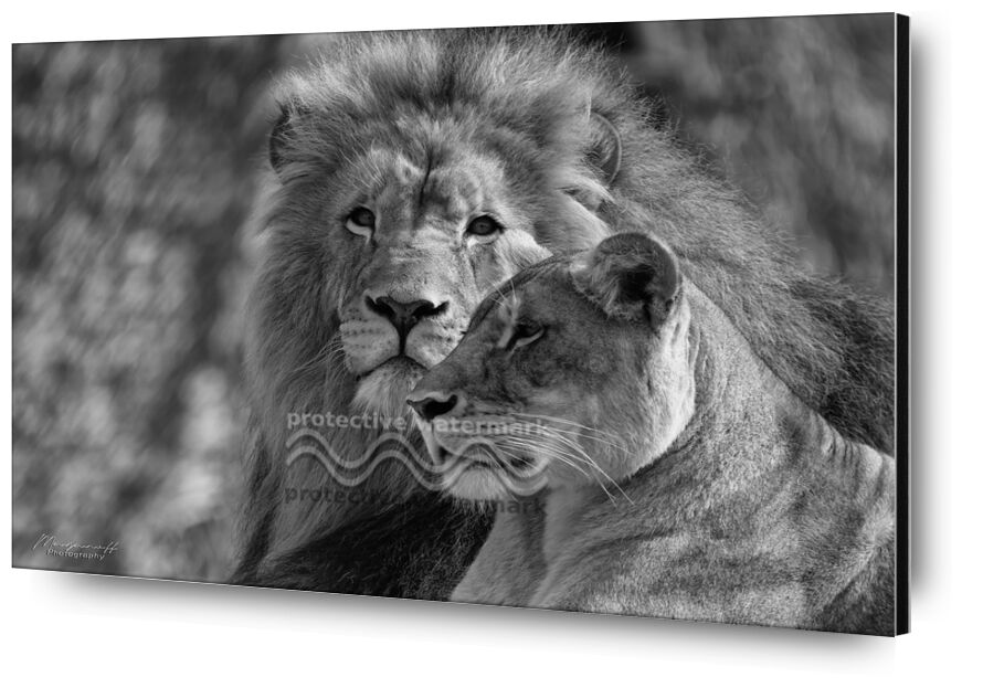 Regards croisés de Mayanoff Photography, Prodi Art, Lion, lionne, noir et blanc, animaux, félins, lionne, noir et blanc, animaux, félins