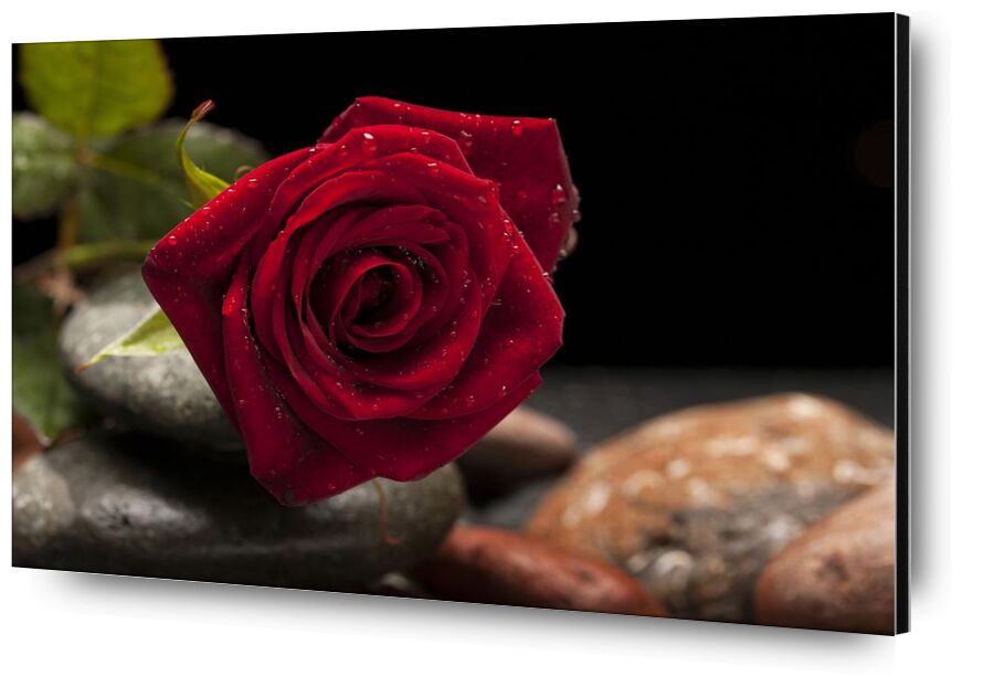 La rose rouge de Pierre Gaultier, Prodi Art, Floraison, épanouissement, fleur, brouiller, gros plan, délicat, profondeur de champ, rosée, flore, fleur, concentrer, feuilles, macro, pétales, des roches, Rose