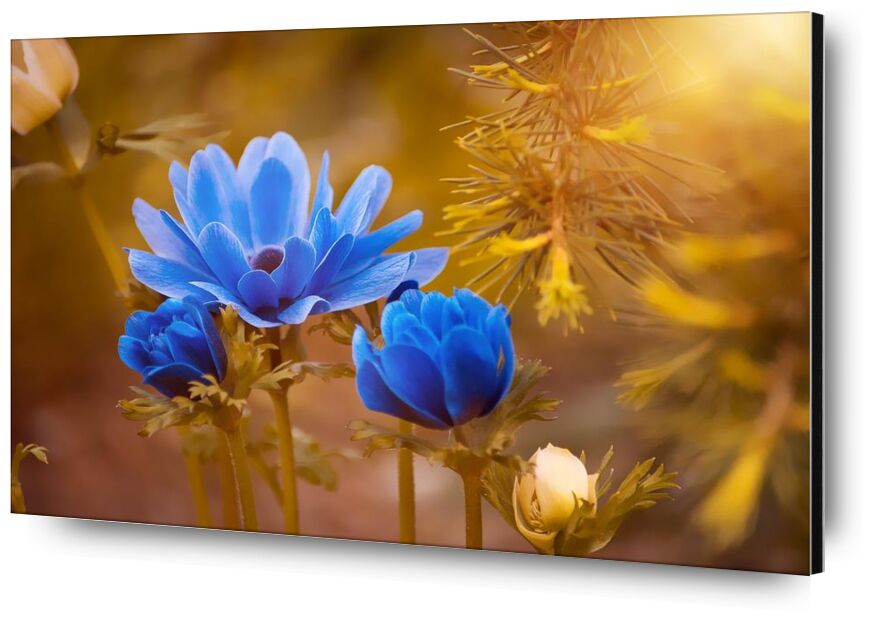 Wild flower from Pierre Gaultier, Prodi Art, bloom, blooming, blossom, blur, close-up, delicate, depth of field, flora, flower buds, flowers, focus, growth, macro, nature, petals, wildflower
