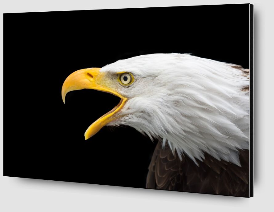 Beak of the Eagle from Pierre Gaultier Zoom Alu Dibond Image