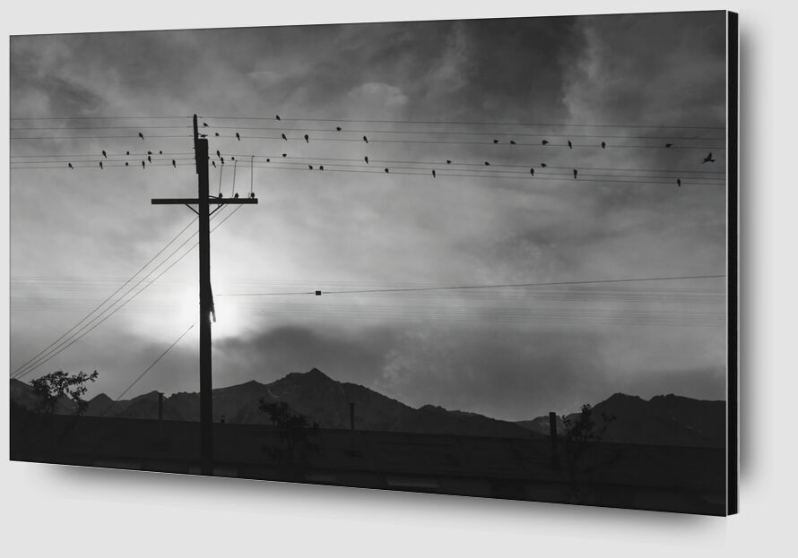 Birds on Wire, Evening - Ansel Adams desde Bellas artes Zoom Alu Dibond Image
