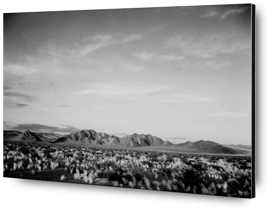 View Of Montains Desert Shrubs Highlighted - Ansel Adams from Fine Art, Prodi Art, ANSEL ADAMS, black-and-white, mountains, shrubs