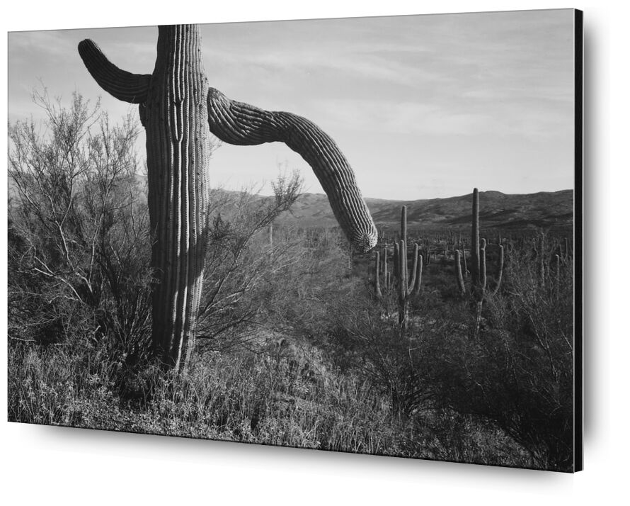 Cactus à Gauche et Alentours - Ansel Adams de AUX BEAUX-ARTS, Prodi Art, ANSEL ADAMS, cactus, désert, noir et blanc