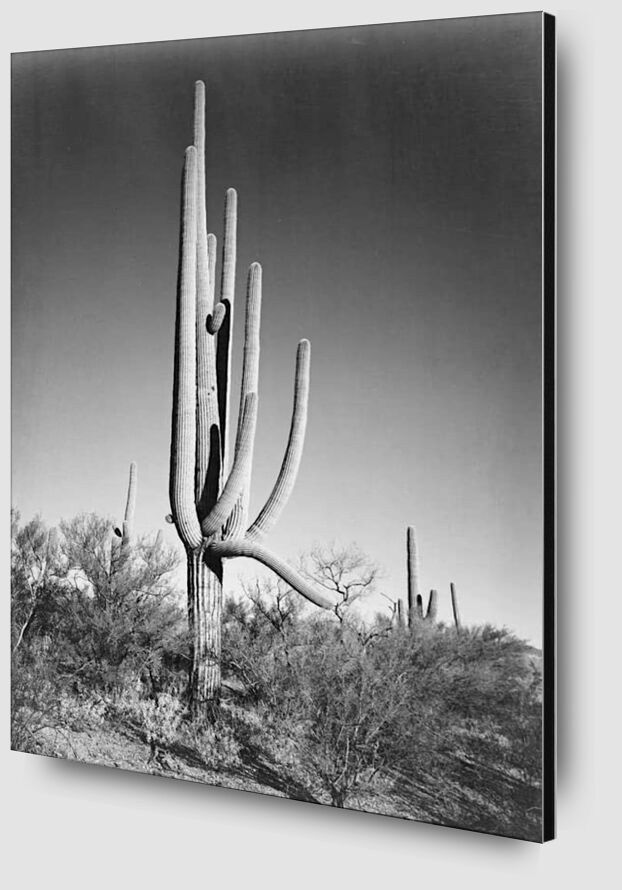 Full View of Cactus and Surrounding Shrubs from Fine Art Zoom Alu Dibond Image