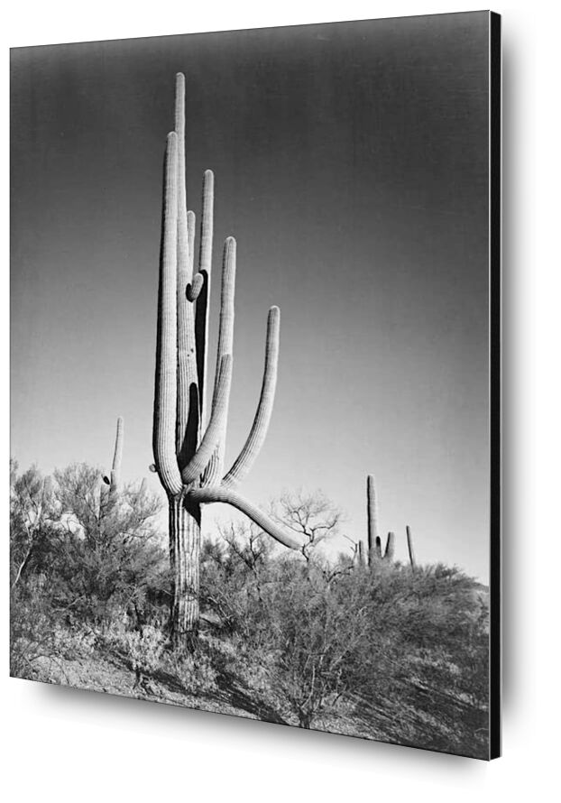 Vue Complète des Cactus et des Arbustes Environnants - Ansel Adams de AUX BEAUX-ARTS, Prodi Art, ANSEL ADAMS, cactus, désert, noir et blanc