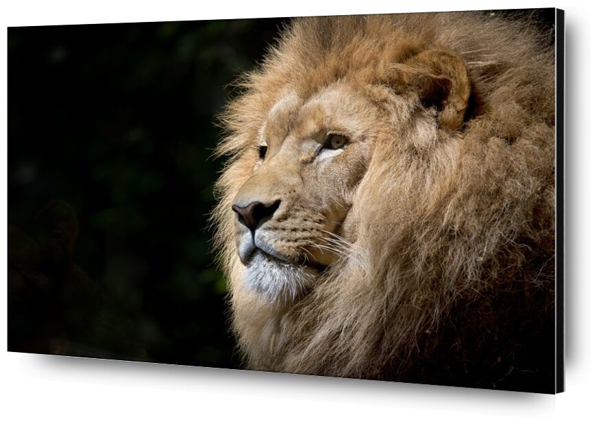 The Feline from Pierre Gaultier, Prodi Art, Lion, wild, africa, african, felines, zoo, fauna, tawny, animal, wild animal, majesty, portrait, feline, animal portrait
