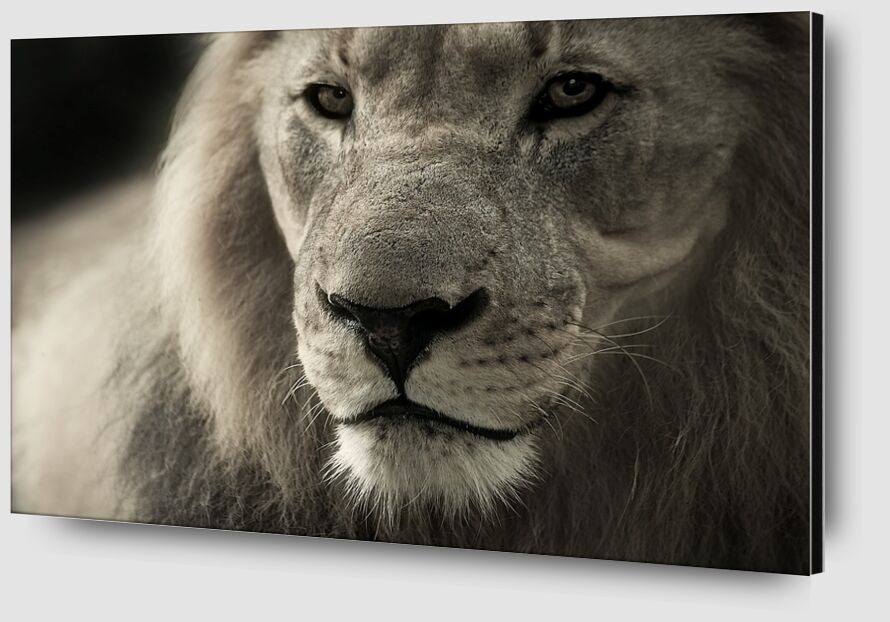 Lion from Pierre Gaultier Zoom Alu Dibond Image