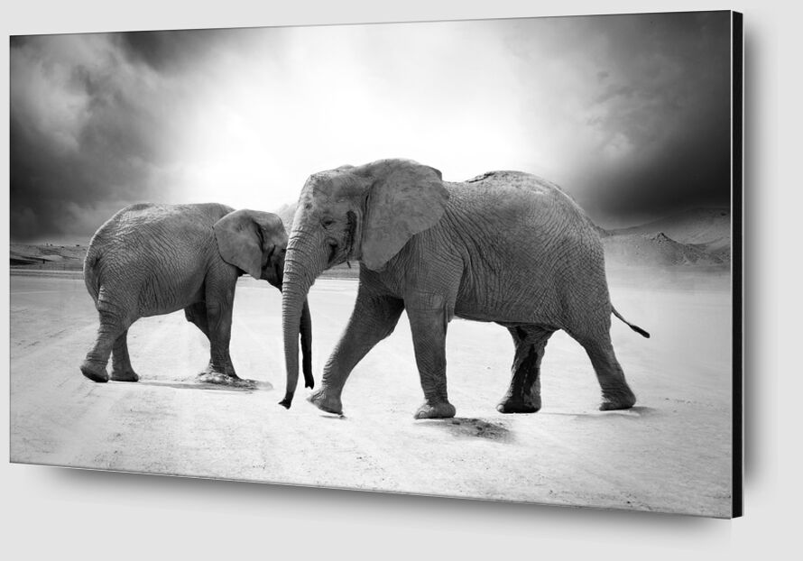 Two elephants from Pierre Gaultier Zoom Alu Dibond Image