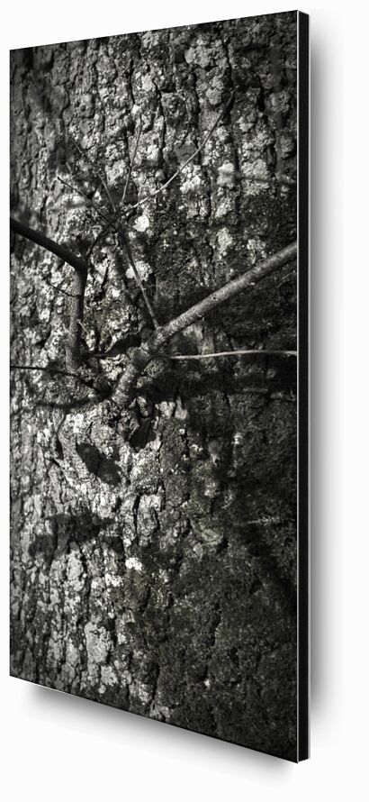 SOUS TA PEAU 7 de jean michel RENAUDIN, Prodi Art, Matériel, Lierre, tronc, forêt, arbre, matière, vivante, vivant, écorce