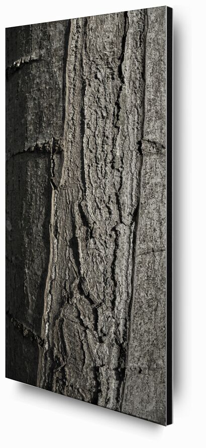 SOUS TA PEAU 6 de jean michel RENAUDIN, Prodi Art, Matériel, Lierre, tronc, forêt, arbre, matière, vivante, vivant, écorce