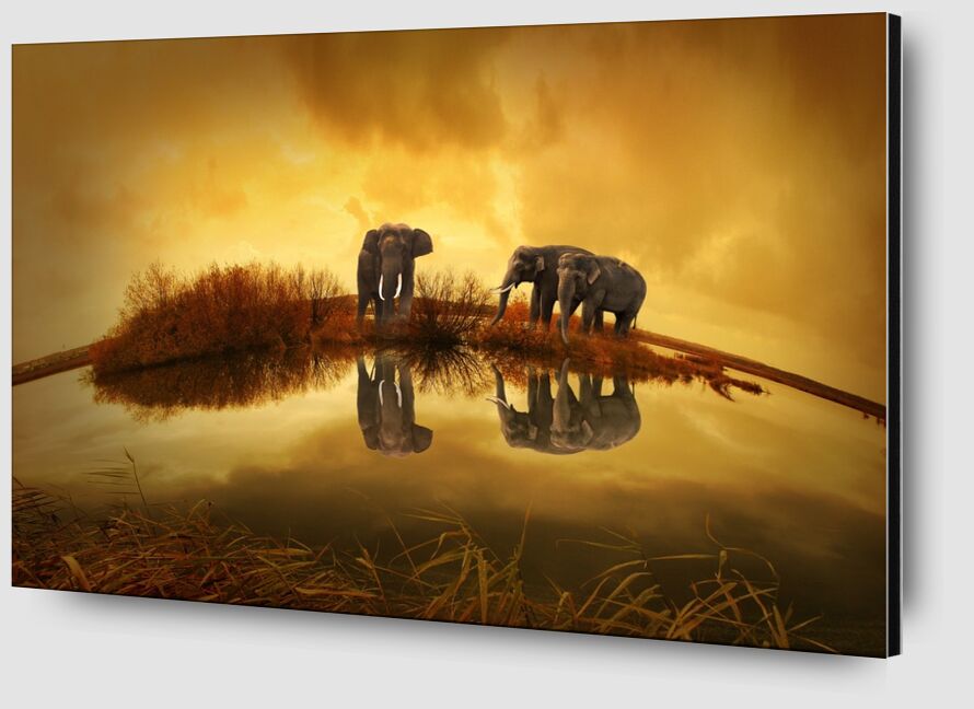 Elephants at the water's edge from Pierre Gaultier Zoom Alu Dibond Image