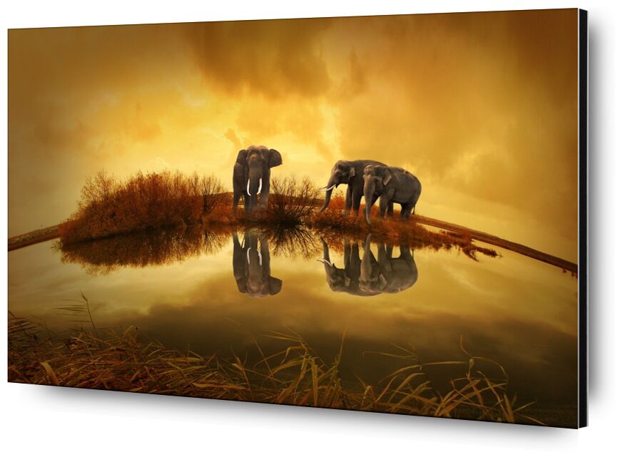 Elephants at the water's edge from Pierre Gaultier, Prodi Art, animals, nature, sunset, elephant, thailand