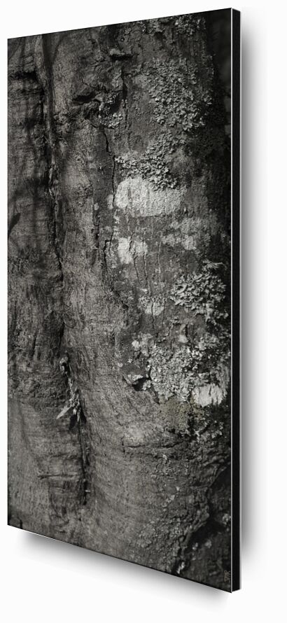 SOUS TA PEAU 3 de jean michel RENAUDIN, Prodi Art, Matériel, Lierre, tronc, forêt, arbre, matière, vivante, vivant, écorce