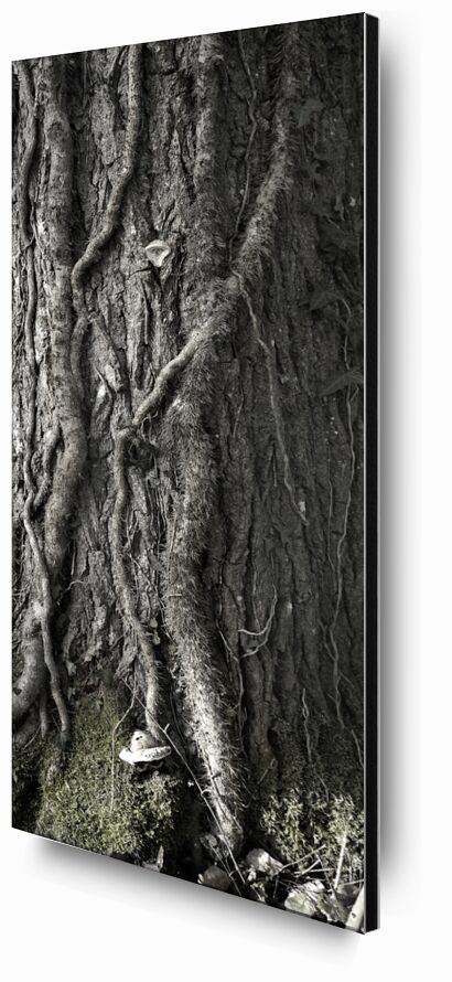 SOUS TA PEAU 2 de jean michel RENAUDIN, Prodi Art, Matériel, Lierre, tronc, forêt, arbre, matière, vivante, vivant, écorce