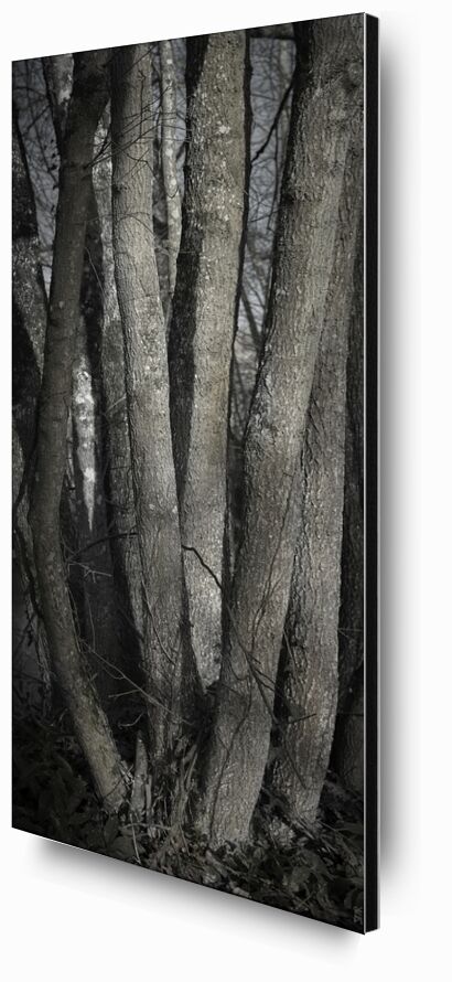 UNDER YOUR SKIN 1 from jean michel RENAUDIN, Prodi Art, material, Ivy, trunk, forest, tree, matter, alive, living, bark