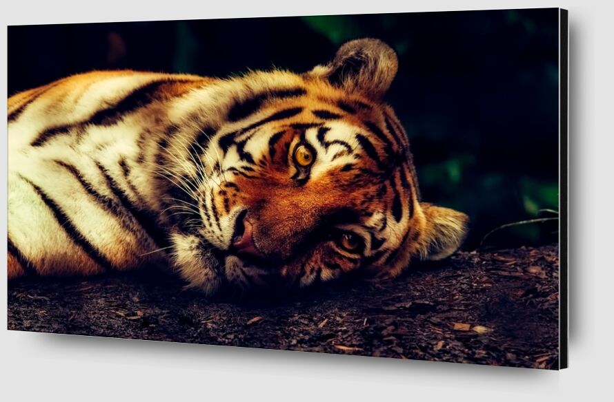 Tigre couché de Pierre Gaultier Zoom Alu Dibond Image