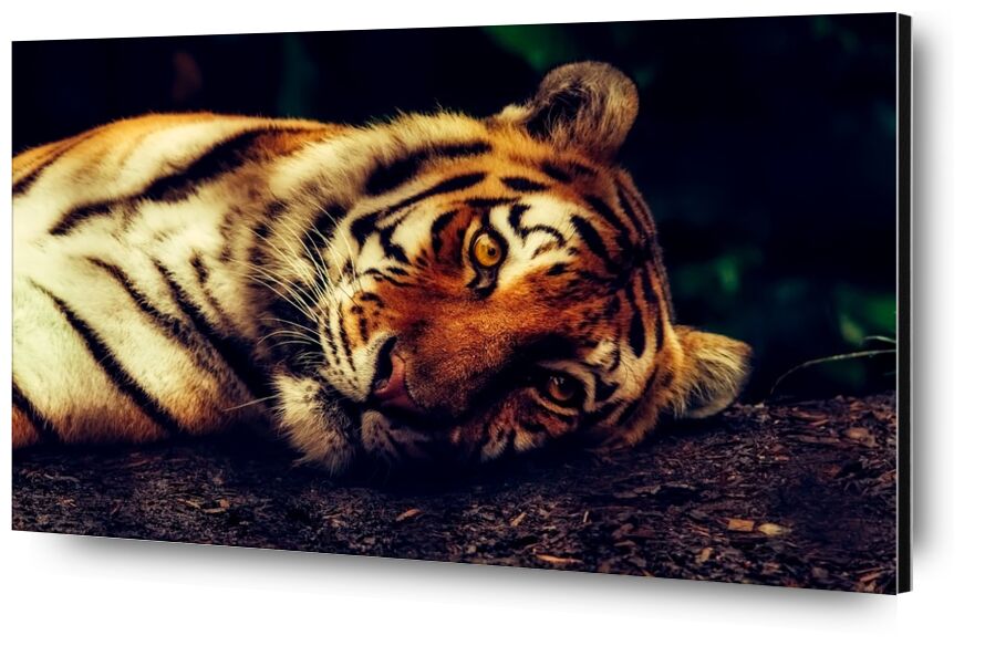 Tigre couché de Pierre Gaultier, Prodi Art, prédateur, gros plan, macro, repos, faune, animal, tigre