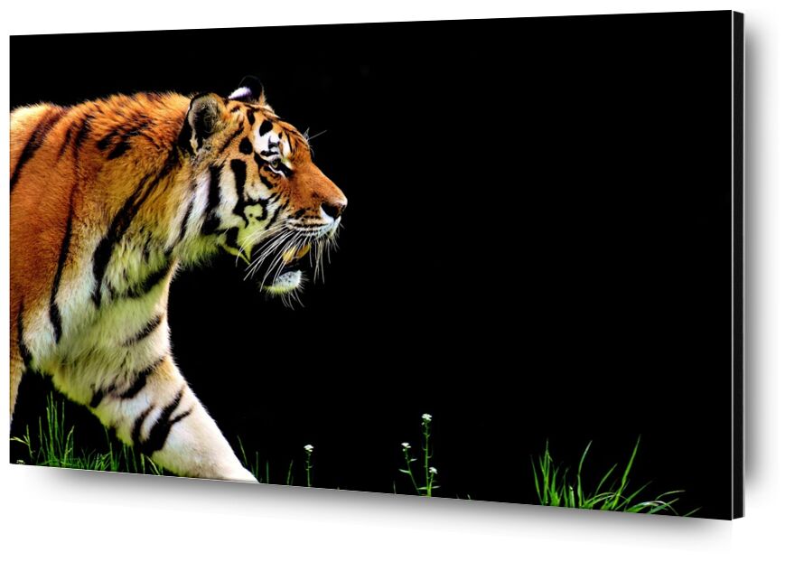 Tiger walking from Pierre Gaultier, Prodi Art, tiger, predator, fur, beautiful, dangerous, Cat, wildlife photography, animal world, tierpark hellabrunn, munich
