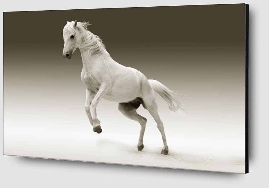 Horse from Pierre Gaultier Zoom Alu Dibond Image