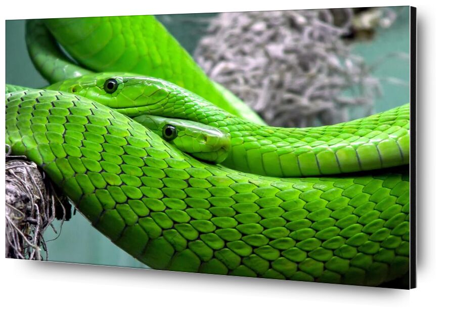 Mambas verts de Pierre Gaultier, Prodi Art, toxique, serpent, reptile, poison, modèle, nature, mamba, lézard, mamba verte, vert, animal