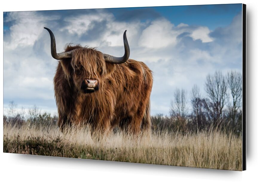The buffalo meadow from Pierre Gaultier, Prodi Art, farm, cattle, meadow, animal, mammal, nature, landscape, bull